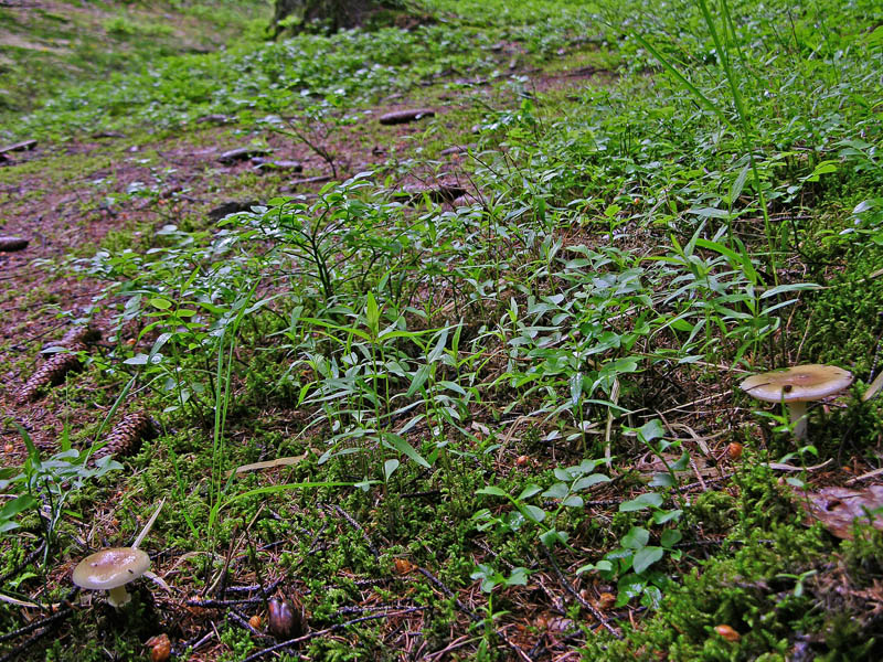 Limax cf cinereoniger da Pergine (TN)